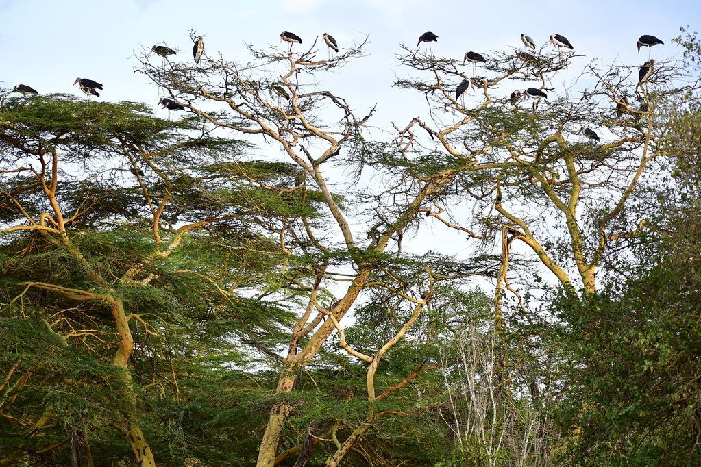 Nairobi National Park